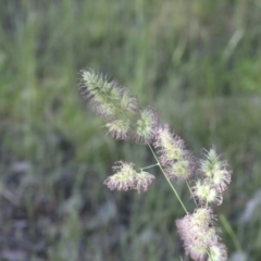 Dactylis glomerata at Higgins, ACT - 30 Nov 2021