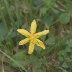 Hypoxis hygrometrica var. hygrometrica (Golden Weather-grass) at Tinderry, NSW - 3 Dec 2021 by danswell