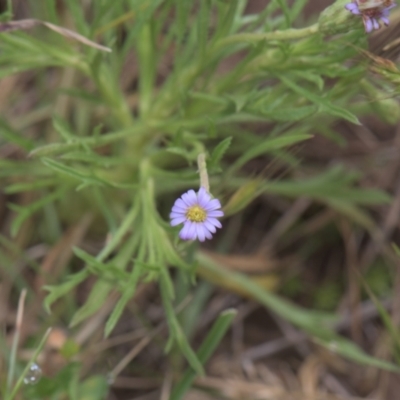 Vittadinia muelleri (Narrow-leafed New Holland Daisy) at Mt Holland - 3 Dec 2021 by danswell