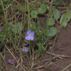 Veronica gracilis (Slender Speedwell) at Tinderry, NSW - 3 Dec 2021 by danswell