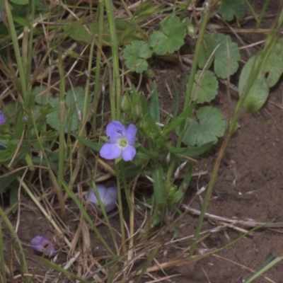 Veronica gracilis (Slender Speedwell) at Mt Holland - 3 Dec 2021 by danswell