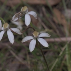 Caladenia moschata (Musky caps) at Tinderry, NSW - 3 Dec 2021 by danswell