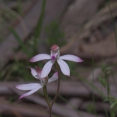 Caladenia moschata at Tinderry, NSW - 4 Dec 2021