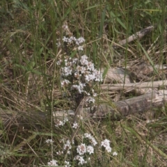 Epacris (genus) (Heath) at Tinderry, NSW - 4 Dec 2021 by danswell