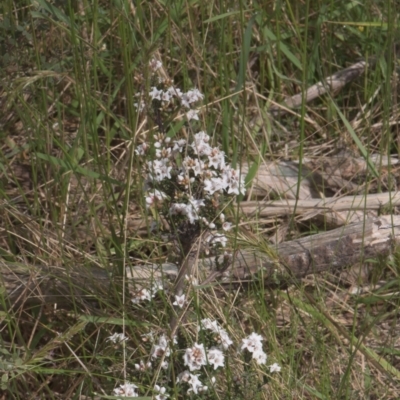 Epacris sp. (Heath) at Tinderry, NSW - 3 Dec 2021 by danswell