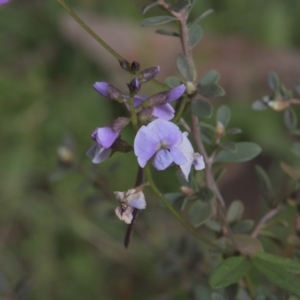 Glycine sp. at Tinderry, NSW - 4 Dec 2021