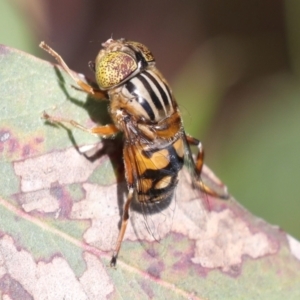 Eristalinus punctulatus at Higgins, ACT - 30 Nov 2021