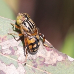 Eristalinus punctulatus at Higgins, ACT - 30 Nov 2021