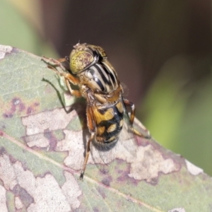 Eristalinus punctulatus at Higgins, ACT - 30 Nov 2021