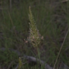 Anthoxanthum odoratum (Sweet Vernal Grass) at Tinderry, NSW - 4 Dec 2021 by danswell