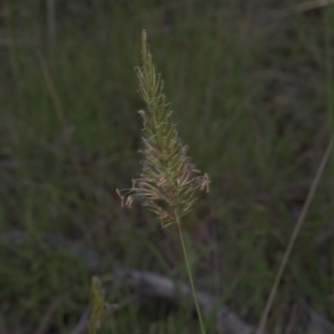 Anthoxanthum odoratum at Tinderry, NSW - 4 Dec 2021