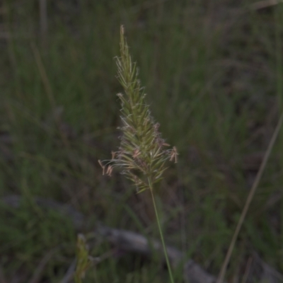 Anthoxanthum odoratum (Sweet Vernal Grass) at Mt Holland - 3 Dec 2021 by danswell