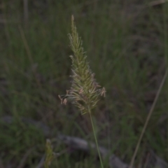 Unidentified Grass (TBC) at Tinderry, NSW - 3 Dec 2021 by danswell