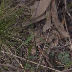 Anthoxanthum odoratum at Tinderry, NSW - 4 Dec 2021