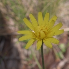 Microseris walteri (Yam Daisy, Murnong) at Tinderry, NSW - 3 Dec 2021 by danswell