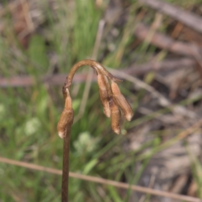 Gastrodia sesamoides (Cinnamon Bells) at Tinderry, NSW - 3 Dec 2021 by danswell