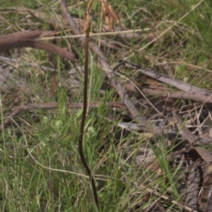 Gastrodia sesamoides at Tinderry, NSW - 4 Dec 2021