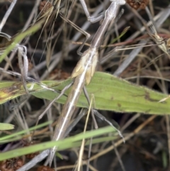 Unidentified Praying mantis (Mantodea) at Weetangera, ACT - 27 Nov 2021 by AlisonMilton