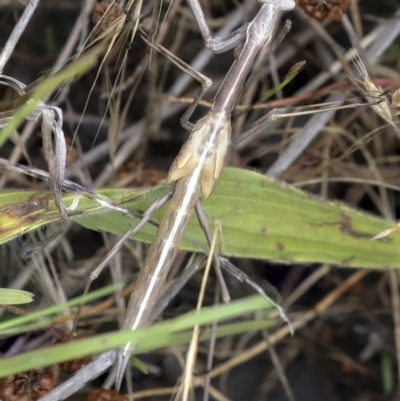 Archimantis sobrina (Large brown mantid) at Weetangera, ACT - 28 Nov 2021 by AlisonMilton