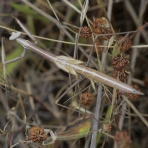 Archimantis sobrina at Weetangera, ACT - 28 Nov 2021 10:30 AM