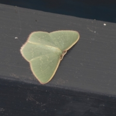 Chlorocoma (genus) (Emerald moth) at Higgins, ACT - 28 Nov 2021 by AlisonMilton