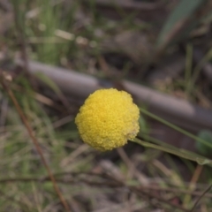 Craspedia variabilis (Common Billy Buttons) at Mt Holland - 3 Dec 2021 by danswell