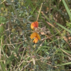 Mirbelia oxylobioides (Mountain Mirbelia) at Tinderry, NSW - 4 Dec 2021 by danswell