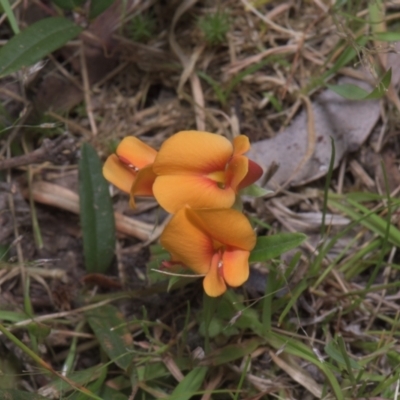 Podolobium alpestre (Shaggy Alpine Pea) at Mt Holland - 3 Dec 2021 by danswell