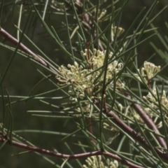 Hakea microcarpa (Small-fruit Hakea) at Mt Holland - 3 Dec 2021 by danswell