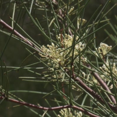 Hakea microcarpa (Small-fruit Hakea) at Tinderry, NSW - 4 Dec 2021 by danswell