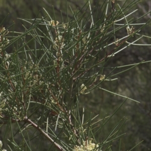 Hakea microcarpa at Tinderry, NSW - 4 Dec 2021