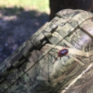 Rainbowia sp. (genus) at Crace, ACT - 3 Dec 2021