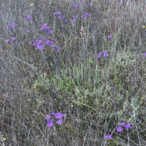 Thysanotus tuberosus at Murrumbateman, NSW - 3 Dec 2021 05:27 PM