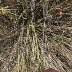 Thysanotus tuberosus at Murrumbateman, NSW - 3 Dec 2021 05:27 PM