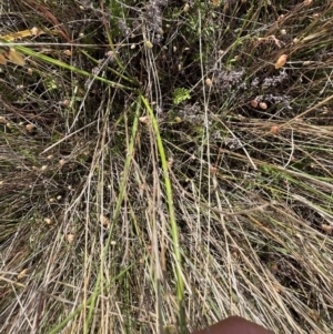 Thysanotus tuberosus at Murrumbateman, NSW - 3 Dec 2021 05:27 PM