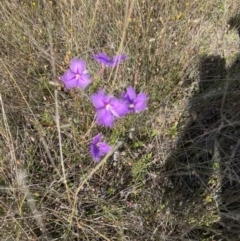 Thysanotus tuberosus at Murrumbateman, NSW - 3 Dec 2021 05:27 PM