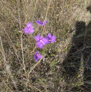 Thysanotus tuberosus at Murrumbateman, NSW - 3 Dec 2021 05:27 PM