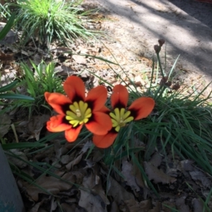 Sparaxis tricolor at O'Connor, ACT - 17 Oct 2021