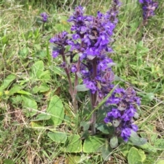 Ajuga australis (Austral Bugle) at Namadgi National Park - 9 Nov 2021 by lcodonnell