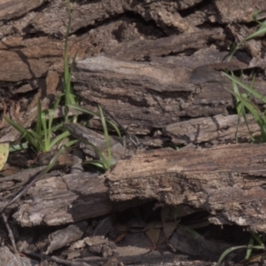 Austroargiolestes calcaris at Tinderry, NSW - 4 Dec 2021