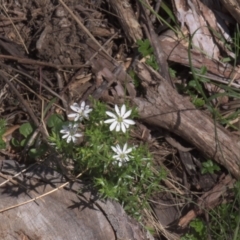 Stellaria pungens (Prickly Starwort) at Tinderry, NSW - 3 Dec 2021 by danswell