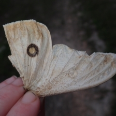 Opodiphthera (genus) (A gum moth) at Bonang, VIC - 1 Dec 2021 by Laserchemisty