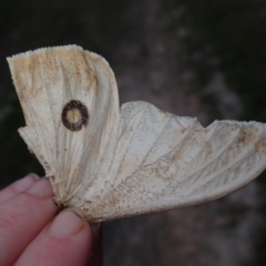 Unidentified Moth (Lepidoptera) at Bonang, VIC - 1 Dec 2021 by Laserchemisty