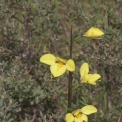 Diuris monticola (Highland Golden Moths) at Mt Holland - 3 Dec 2021 by danswell