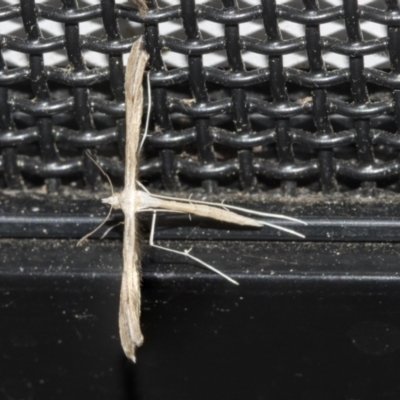 Platyptilia celidotus (Plume Moth) at Higgins, ACT - 24 Nov 2021 by AlisonMilton