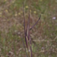 Themeda triandra (Kangaroo Grass) at Mt Holland - 4 Dec 2021 by danswell