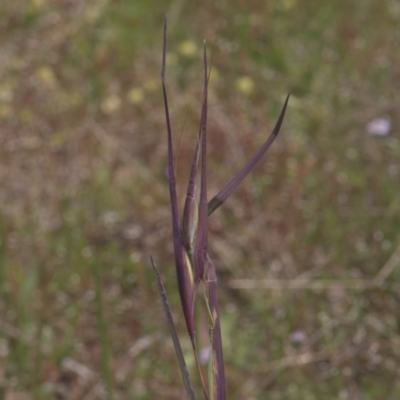 Themeda triandra (Kangaroo Grass) at Mt Holland - 4 Dec 2021 by danswell