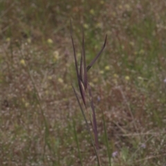 Themeda triandra at Tinderry, NSW - 4 Dec 2021 11:02 AM