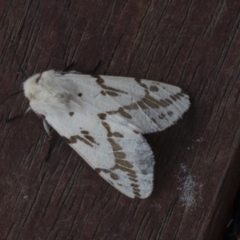 Ardices canescens (Dark-spotted Tiger Moth) at Higgins, ACT - 25 Nov 2021 by AlisonMilton