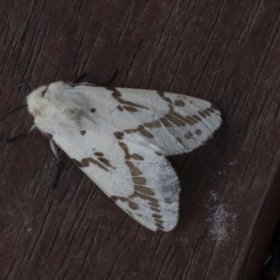 Ardices canescens (Dark-spotted Tiger Moth) at Higgins, ACT - 25 Nov 2021 by AlisonMilton